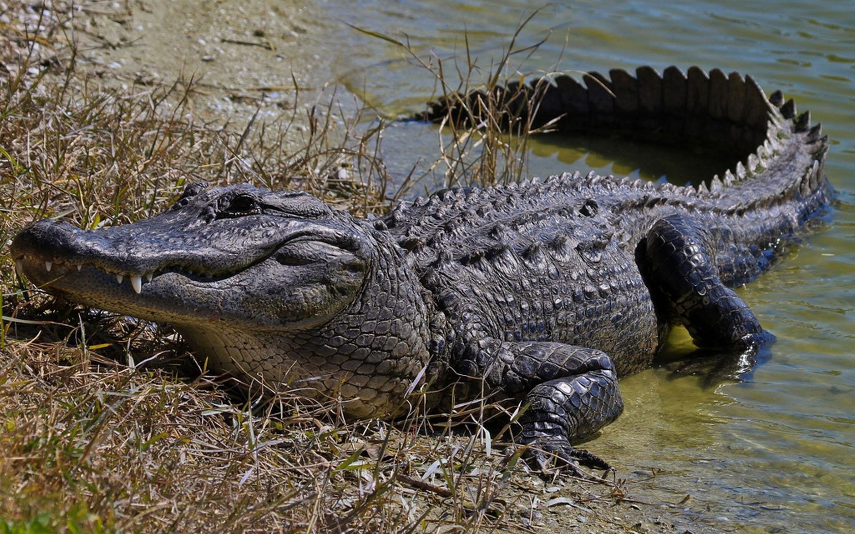 coccodrillo erba acqua