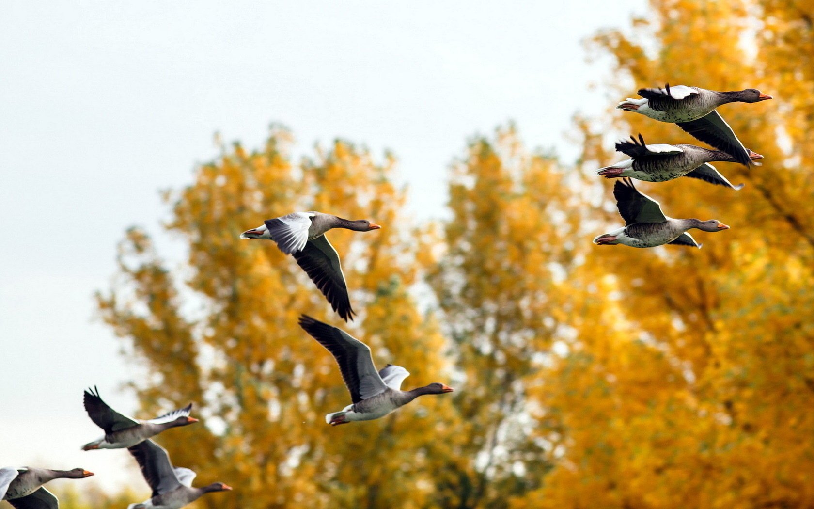 herbst enten natur