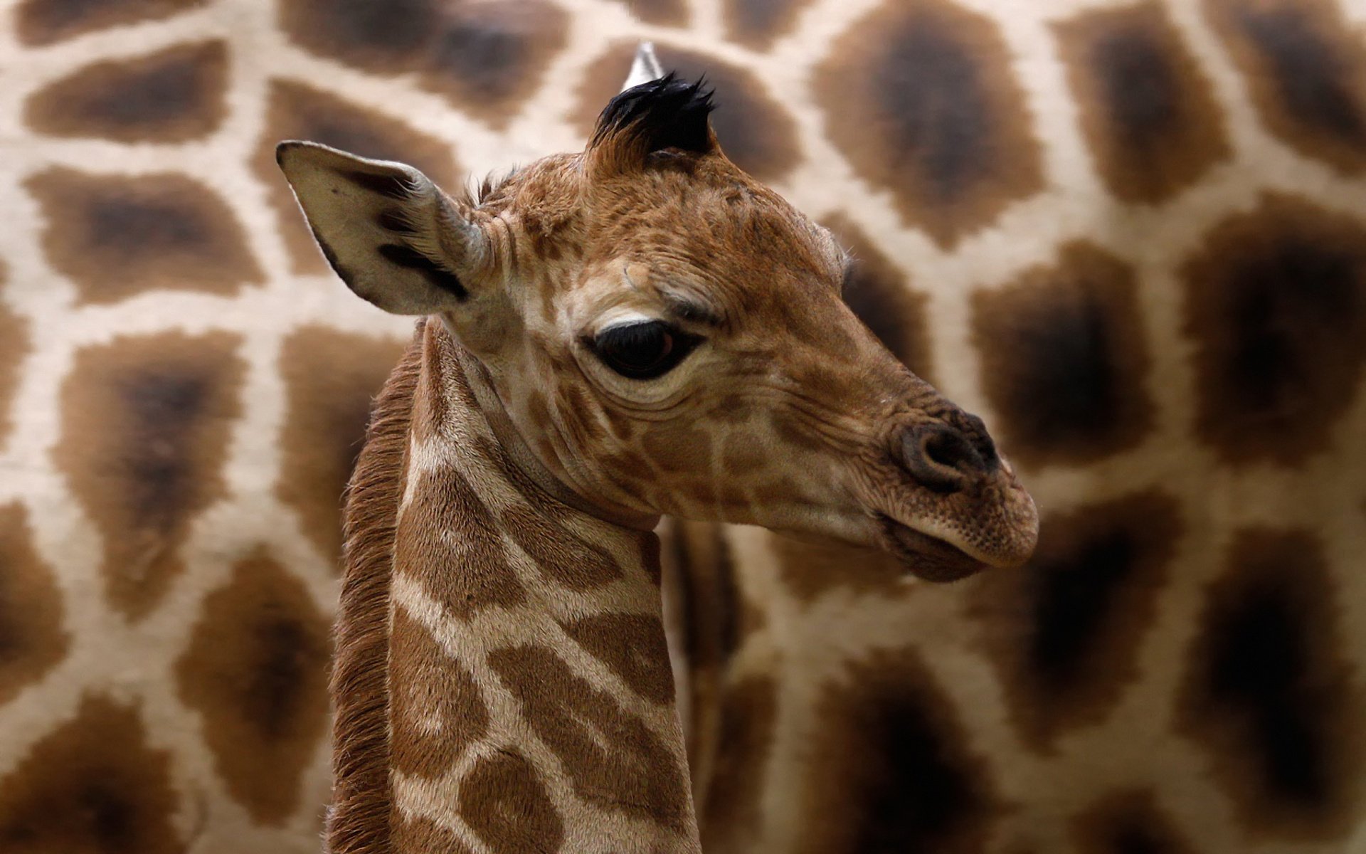 giraffa camelopardalis rothschildi girafe de rothschild