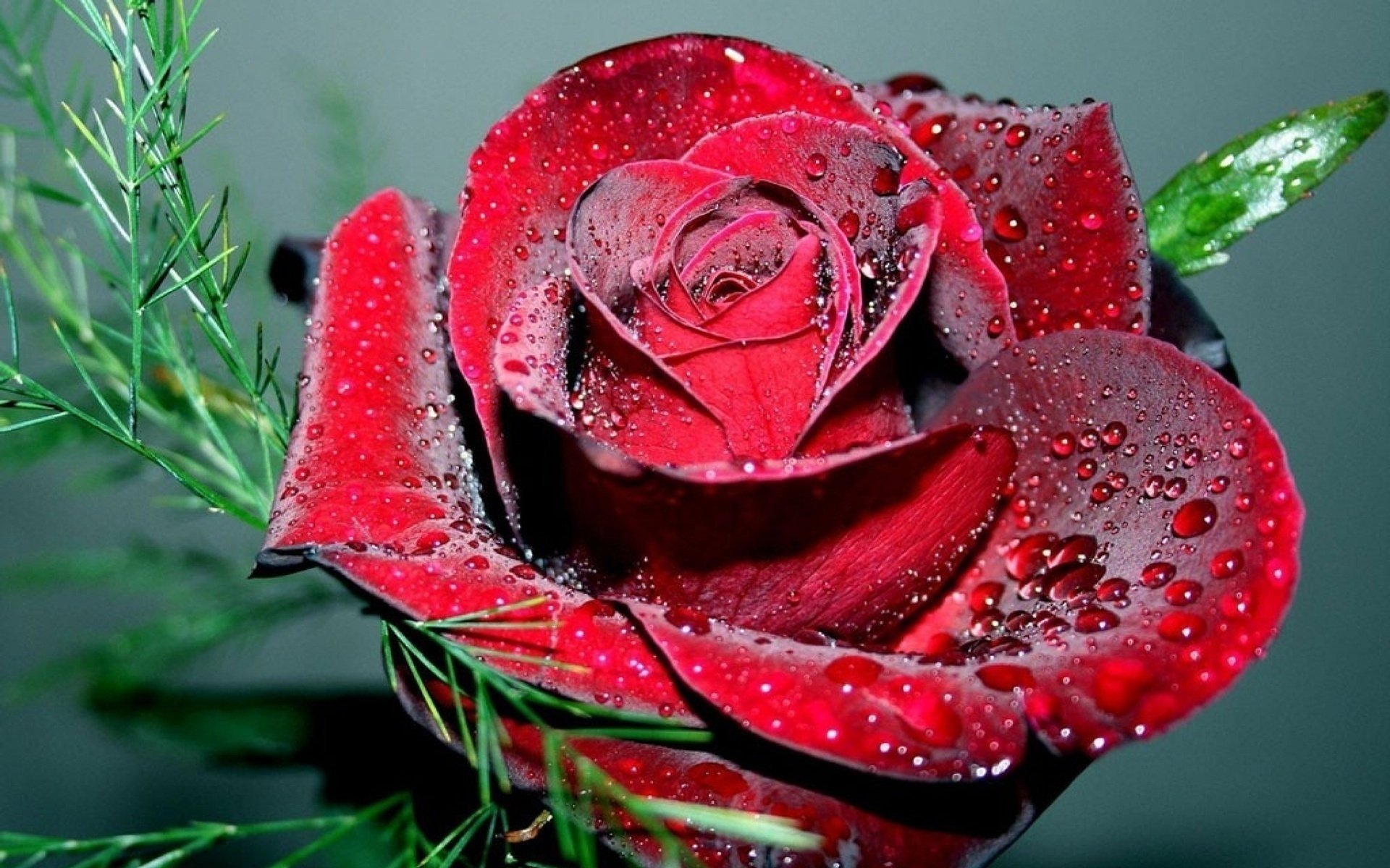 rose red drops rosa macro beautiful