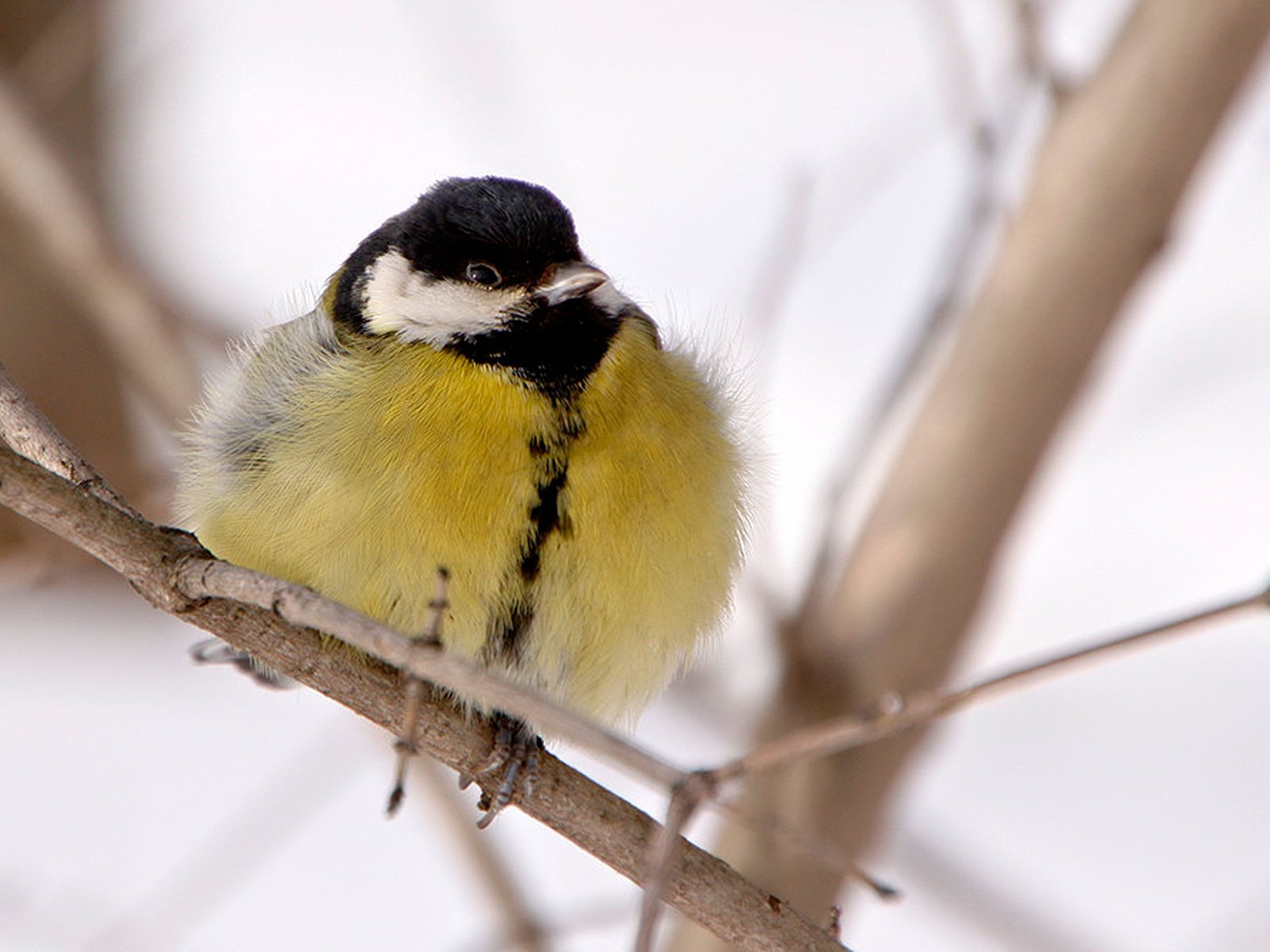 bird tit