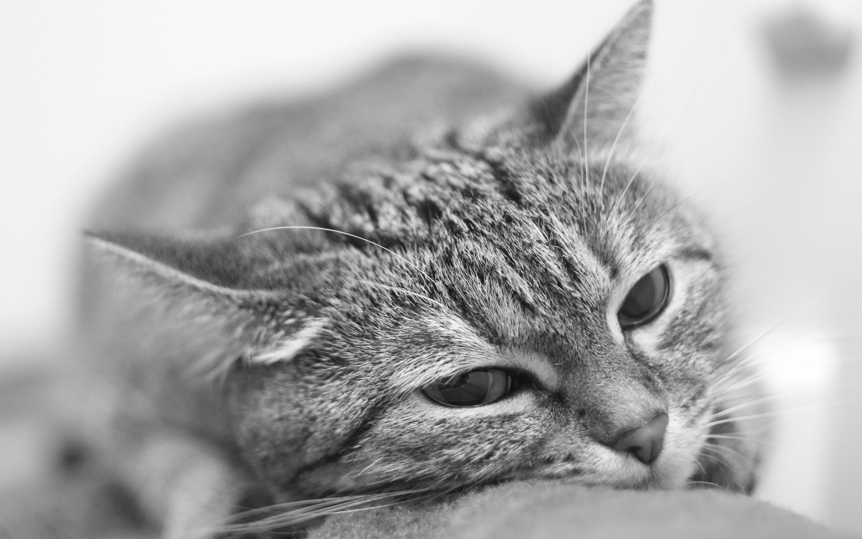 blanco y negro gato gato retrato