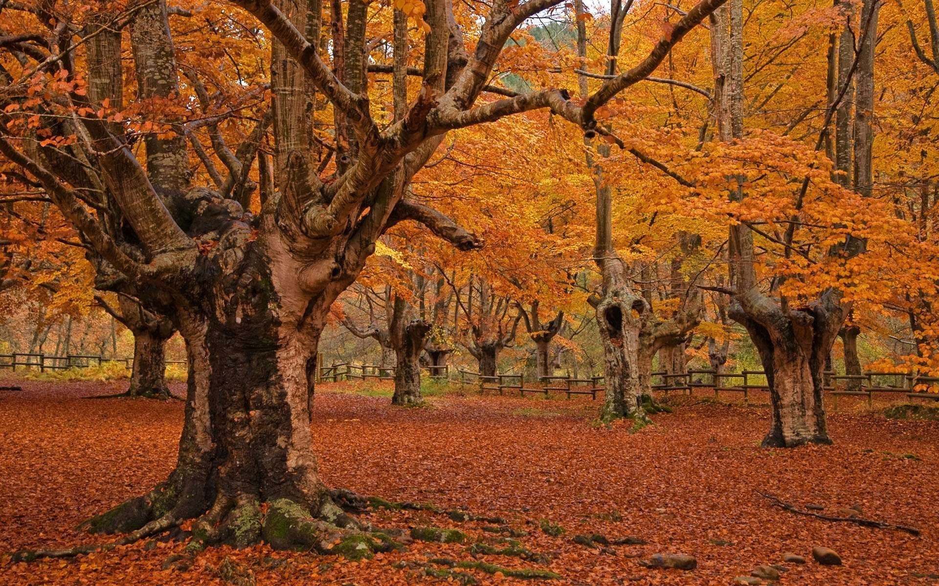 nature parc arbres