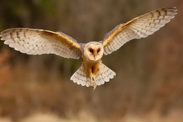 Gufo con le ali aperte in volo