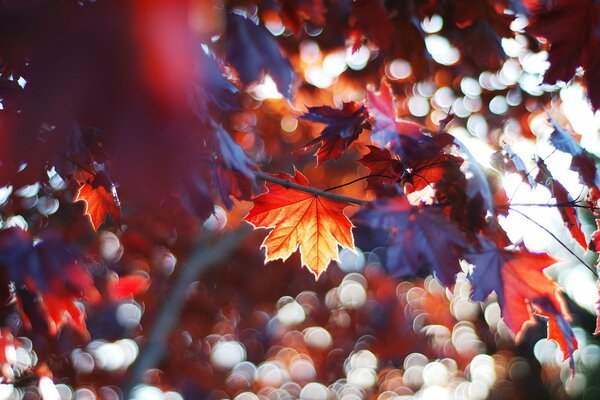 Feuilles d érable jaunies floues