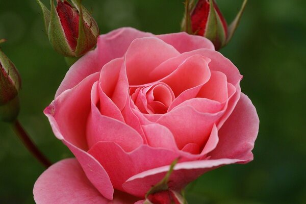 Sehr schicke rosa Rose