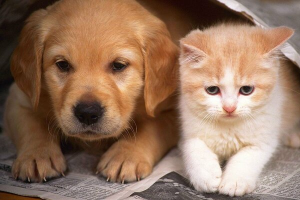 The friendship of a puppy and a kitten is so cute