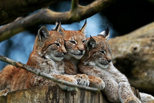 A family of lynxes in the forest