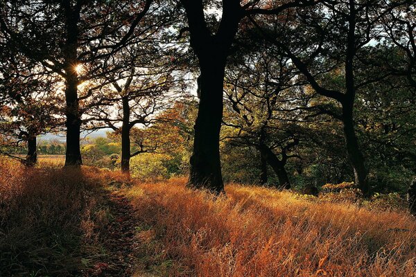 The rays of the sun are trying to warm up the autumn forest