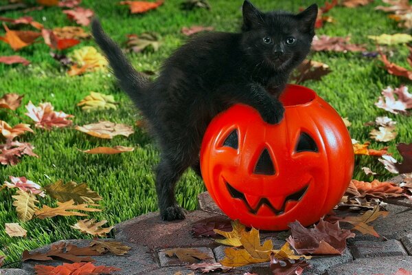 Schwarzes Kätzchen im Kürbis für Halloween