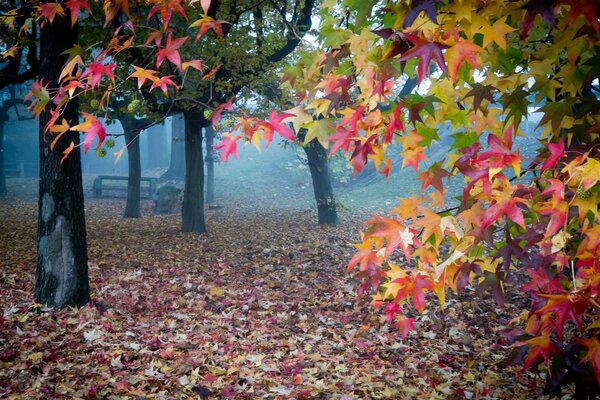 Foglie d autunno in un giardino nebbioso