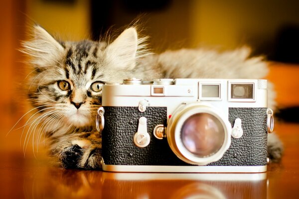Peloso gattino nascosto dietro la macchina fotografica