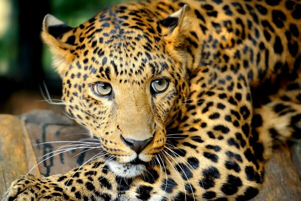 Leopardo yace en el Suelo de madera
