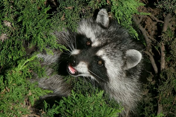 Foto del animal mapache en el verde