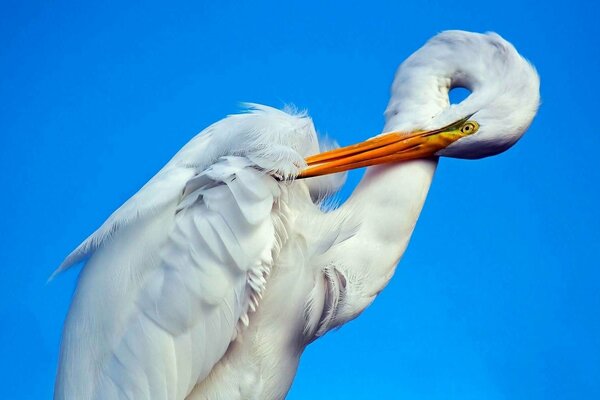 Stork close-up against the sky