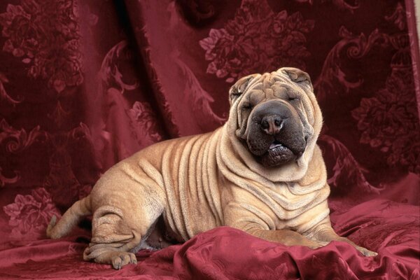 A dog with a disgruntled muzzle on a chic burgundy fabric