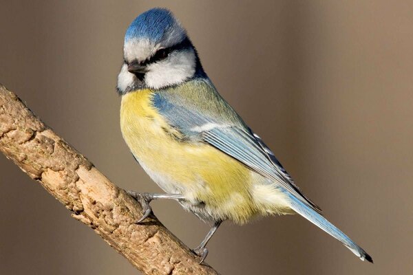 A parrot with a blue head is sitting on a branch