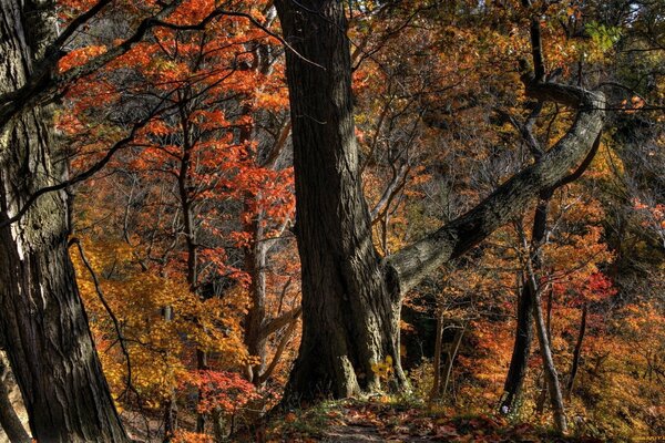 Majestic trunks of bare trees