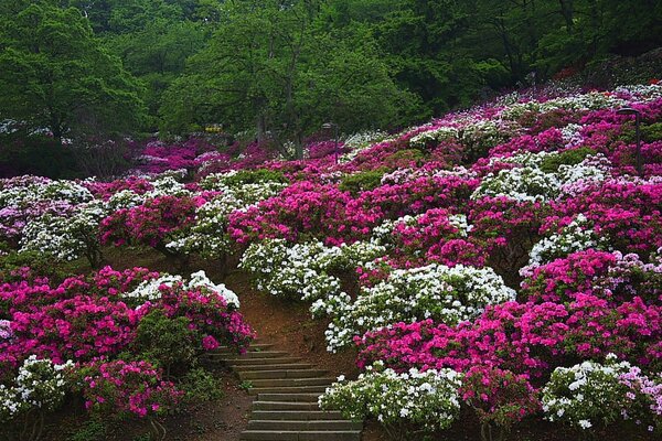 Gorgeous flowers in the garden