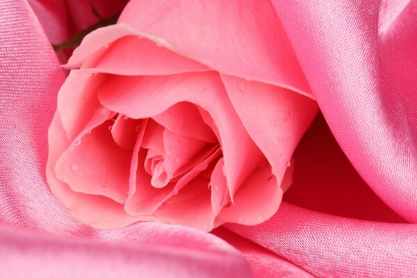 Pink rose on pink fabric