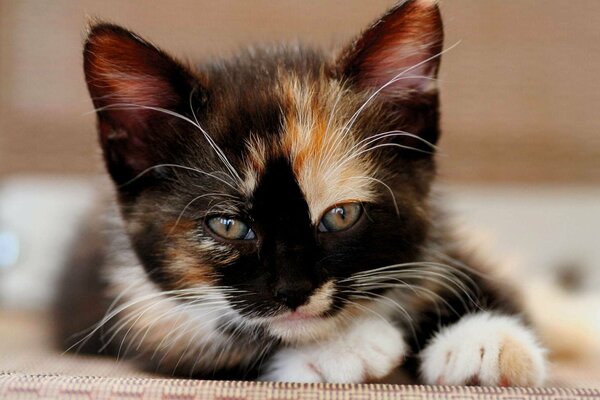 Tricolor cat is lying on the bed