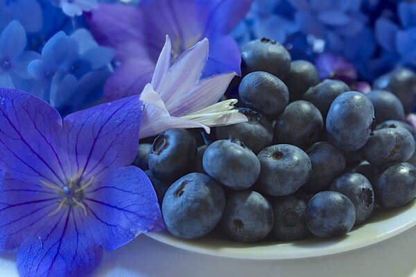 Blueberries with beautiful blue flowers