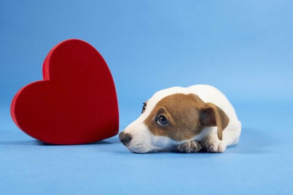 A puppy with a heart on a blue background