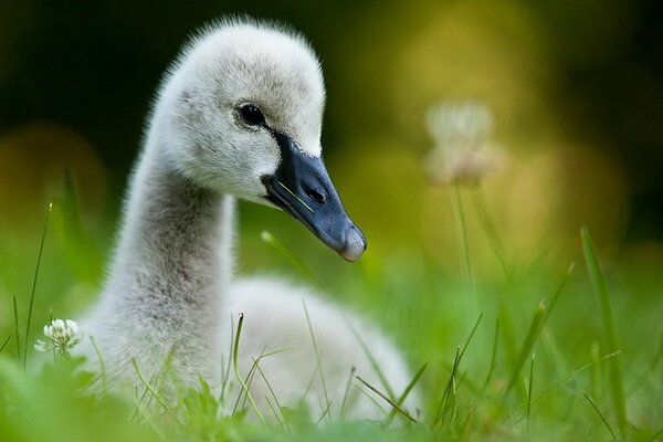 Der Vogel im Gras versteckt sich wie ein Vogel