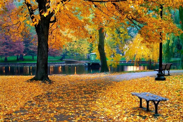 Jesienny park zasypany złotymi liśćmi