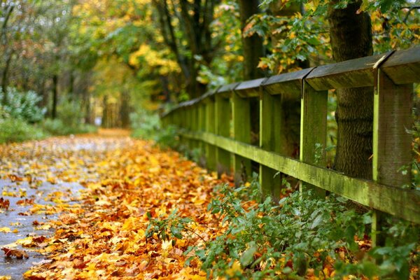 Route parsemée de feuilles jaunies d automne