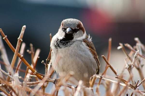 A sparrow is sitting on bare twigs