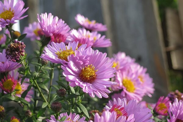 Soft pink flowers blooming octobrines