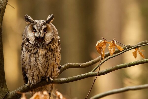 Eule ist ein schöner Vogel, der auf einem Baum sitzt