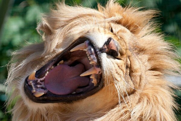 The king of animals is a lion. The lion yawns