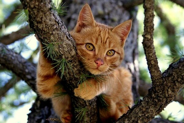 Gatto rosso seduto su un ramo di conifere