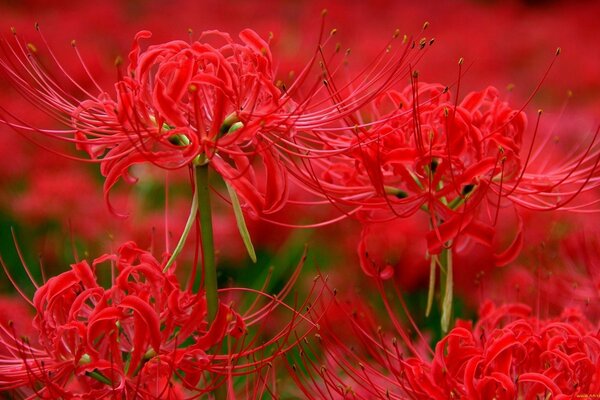 Bizzarri fiori di giglio di ragno rosso