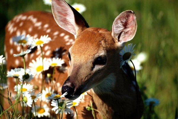 A fawn sniffs daisies in the grass