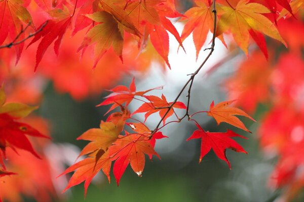 Hoja de otoño ardiente de pájaro de fuego