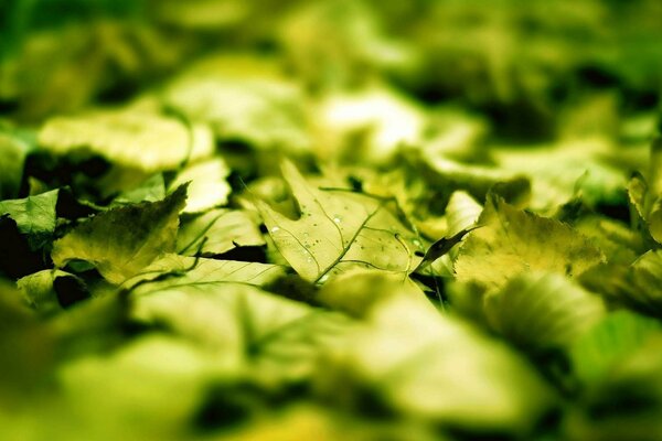 Fond d écran avec des feuilles floues vertes