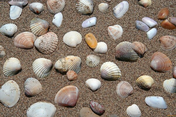 Bunte Muscheln, die auf dem Sand liegen