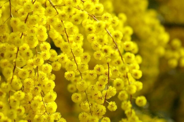 A bright branch of yellow mimosa