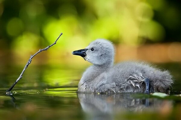 A waterfowl swims on a pond