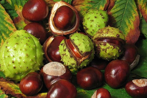 Chestnut nuts mature