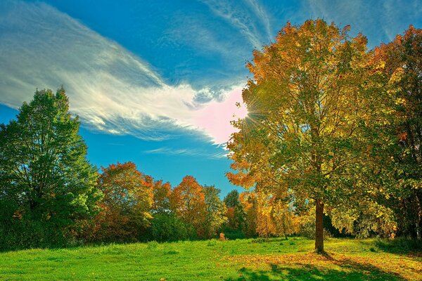 Rasen mit grünem Gras im Wald