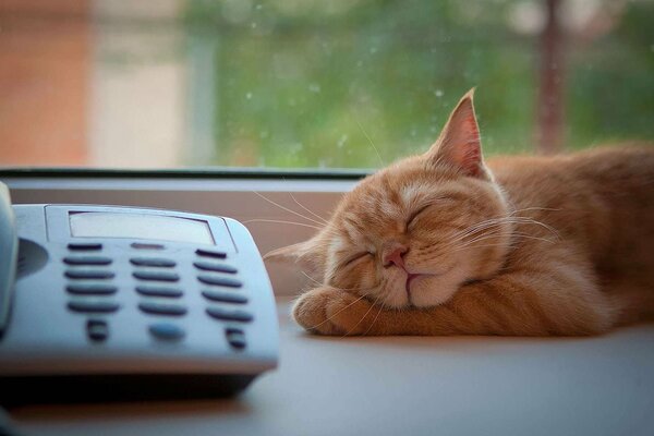 Die rothaarige Katze schläft auf der Fensterbank neben dem Telefon zu Hause