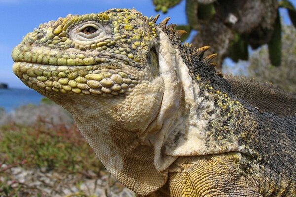 Retrato de una iguana. Lagarto fotogénico