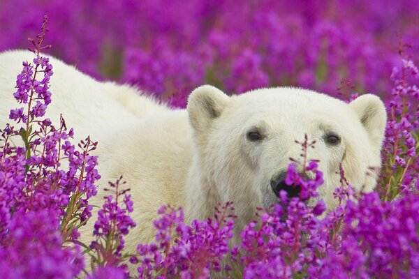 A polar bear in a field of purple flowers