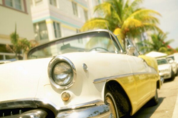 Hermoso coche Blanco en el fondo de una palmera