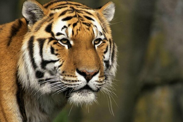 Grande gatto tigre predatore