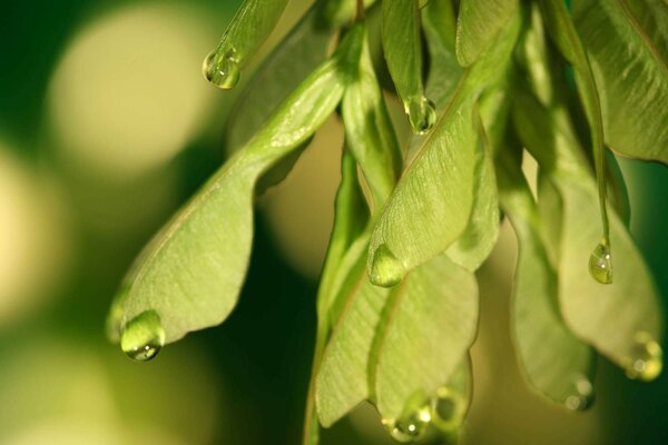 Gouttes qui coulent sur les feuilles vertes